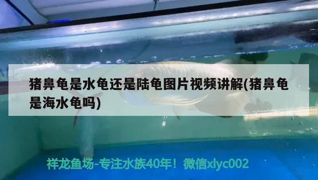 魚缸用增氧泵價(jià)格是多少:魚缸增氧機(jī)-xtrac增氧機(jī)-xtrac增氧機(jī) 豬鼻龜是水龜還是陸龜圖片視頻講解(豬鼻龜是海水龜嗎) 豬鼻龜百科 豬鼻龜是水龜還是陸龜圖片視頻講解(豬鼻龜是海水龜嗎) 豬鼻龜是水龜還是陸龜圖片視頻講解(豬鼻龜是海水龜嗎) 豬鼻龜百科