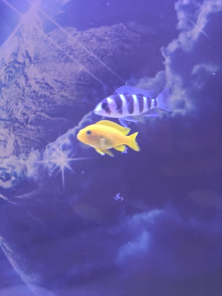 慈鯛魚缸 喂完豐年蝦總有絮狀物是什么