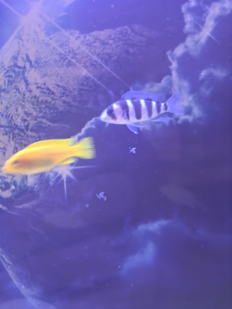 慈鯛魚缸 喂完豐年蝦總有絮狀物是什么