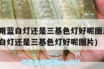 魚缸 銀龍魚用藍白燈還是三基色燈好呢圖片(銀龍魚用藍白燈還是三基色燈好呢圖片) 銀龍魚百科 銀龍魚用藍白燈還是三基色燈好呢圖片(銀龍魚用藍白燈還是三基色燈好呢圖片) 銀龍魚用藍白燈還是三基色燈好呢圖片(銀龍魚用藍白燈還是三基色燈好呢圖片) 銀龍魚百科