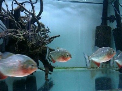 虎魚論壇吧：虎魚論壇吧是一個專注于虎魚愛好者交流的平臺