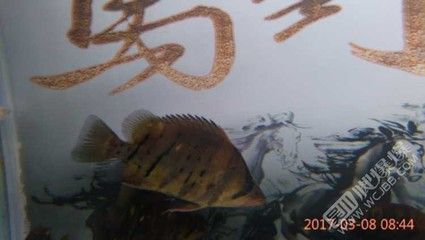 虎魚論壇吧：虎魚論壇吧是一個專注于虎魚愛好者交流的平臺