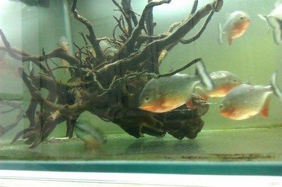 虎魚論壇吧：虎魚論壇吧是一個專注于虎魚愛好者交流的平臺