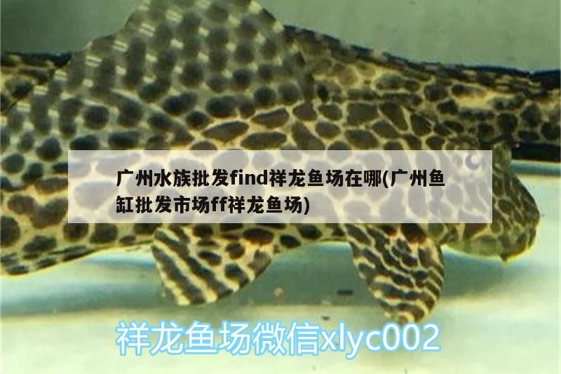 觀賞魚 廣州水族批發find祥龍魚場在哪(廣州魚缸批發市場ff祥龍魚場) vs祥龍魚場 廣州水族批發find祥龍魚場在哪(廣州魚缸批發市場ff祥龍魚場) 廣州水族批發find祥龍魚場在哪(廣州魚缸批發市場ff祥龍魚場) vs祥龍魚場