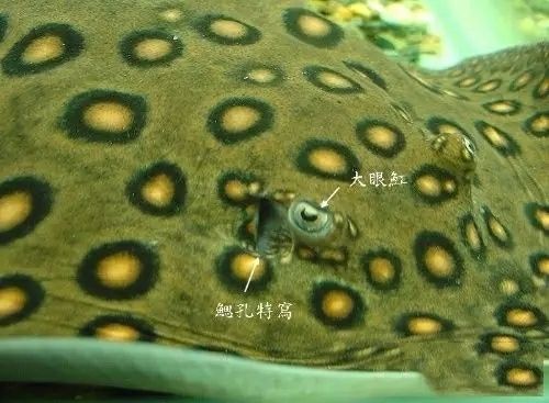 老魚匠造浪泵模式（老魚匠造浪泵用哪個模式）