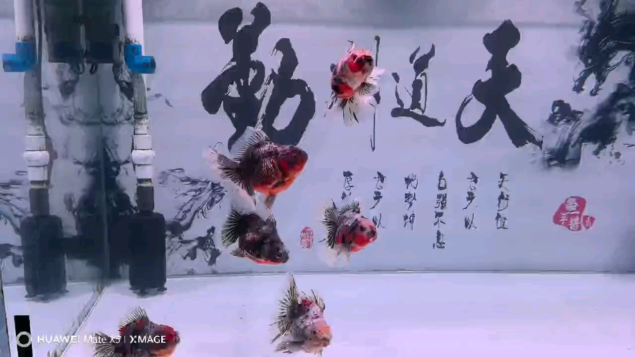 冬日里的小可愛