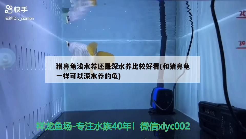 豬鼻龜淺水養還是深水養比較好看(和豬鼻龜一樣可以深水養的龜)