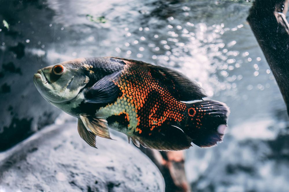 詳細(xì)閱讀:老魚(yú)匠氧氣泵:老魚(yú)匠氧氣泵說(shuō)明書(shū) 老魚(yú)匠氧氣泵:老魚(yú)匠氧氣泵說(shuō)明書(shū)