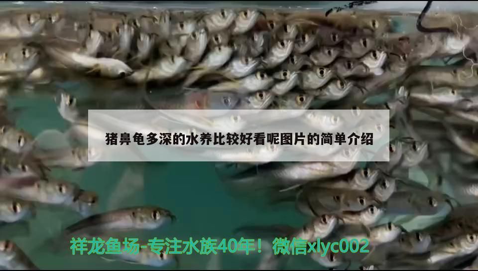 豬鼻龜多深的水養比較好看呢圖片的簡單介紹