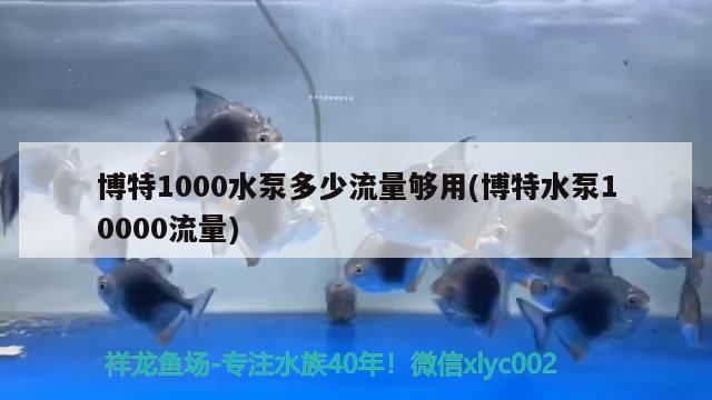 博特1000水泵多少流量夠用(博特水泵10000流量)