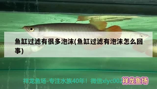 魚(yú)缸過(guò)濾有很多泡沫(魚(yú)缸過(guò)濾有泡沫怎么回事) 魚(yú)缸過(guò)濾有很多泡沫(魚(yú)缸過(guò)濾有泡沫怎么回事) 黃金貓魚(yú)百科