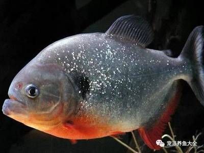 虎魚學名叫什么：虎魚學名叫什么虎魚學名叫什么