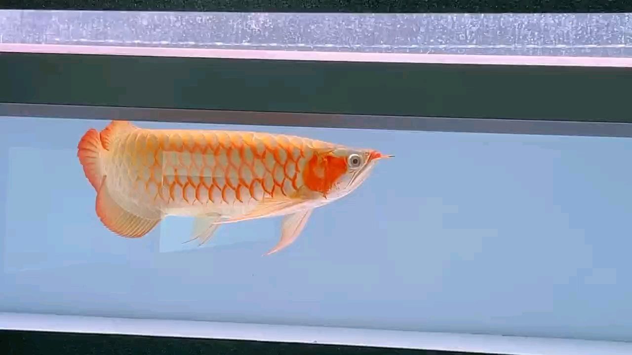 幫忙看一下龍魚