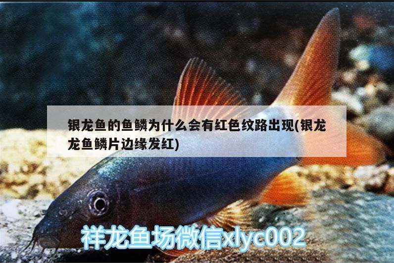 銀龍魚的魚鱗為什么會有紅色紋路出現(銀龍龍魚鱗片邊緣發紅)