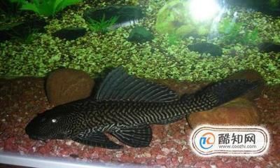 母龍魚幾年自行產(chǎn)卵，繁殖周期與飼養(yǎng)管理，母龍魚自行產(chǎn)卵的年限、繁殖周期及飼養(yǎng)管理要點(diǎn)