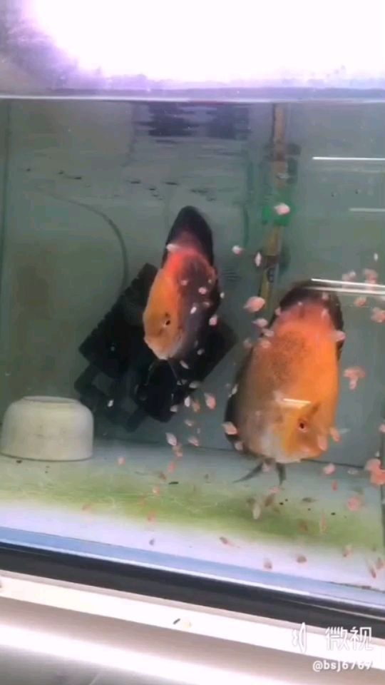 魚臺哪里有賣魚缸的市場地址（ 魚臺縣哪里有賣魚的）
