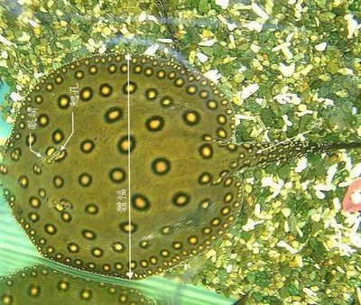 魟魚生產前征兆有哪些癥狀表現：魟魚生產前征兆