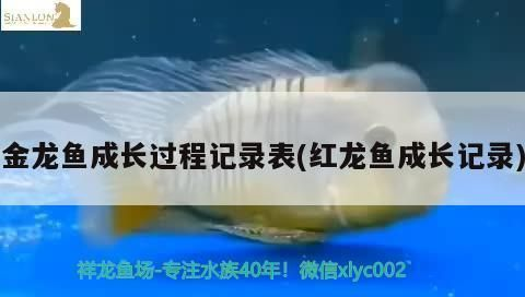 龍魚缸多高合適vs祥龍魚場：祥龍魚場龍魚缸尺寸選擇指南