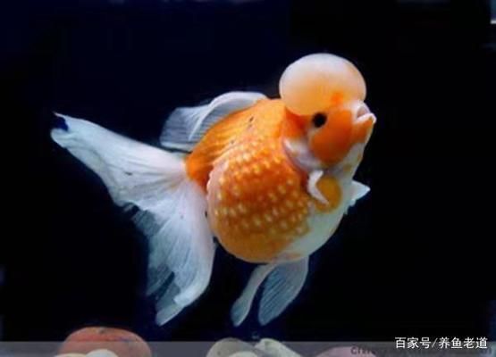 命最大的觀賞魚，揭秘那些頑強生存的水中精靈，命最硬的觀賞魚，揭秘水中頑強生存的精靈