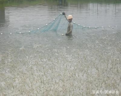 明代魚化龍，乾隆帝的珍愛之物與文化象征，明代魚化龍，乾隆帝的珍愛之物與文化象征探析