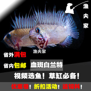明代魚化龍紋飾的演變與乾隆時期的復興，一段跨越時空的祥瑞傳奇，跨越時空的祥瑞，明代魚化龍紋飾演變與乾隆盛世復興