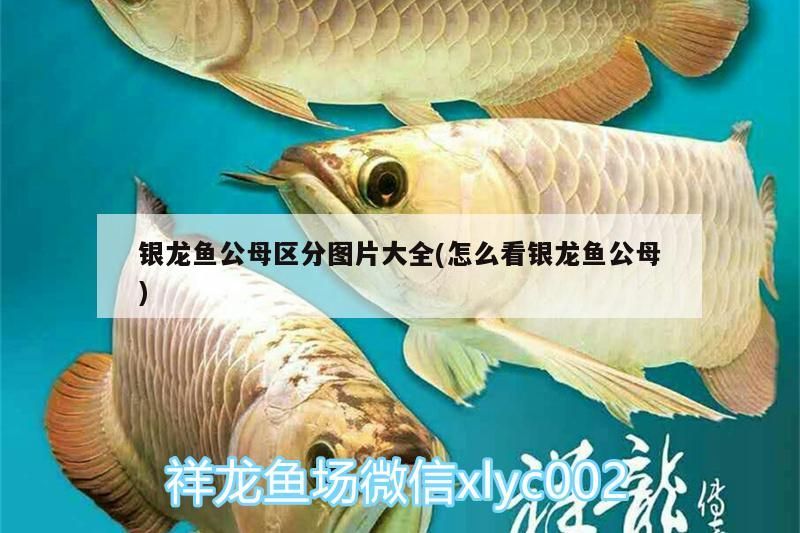銀龍魚公母區分圖片大全(怎么看銀龍魚公母)
