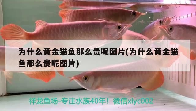 為什么黃金貓魚那么貴呢圖片(為什么黃金貓魚那么貴呢圖片)