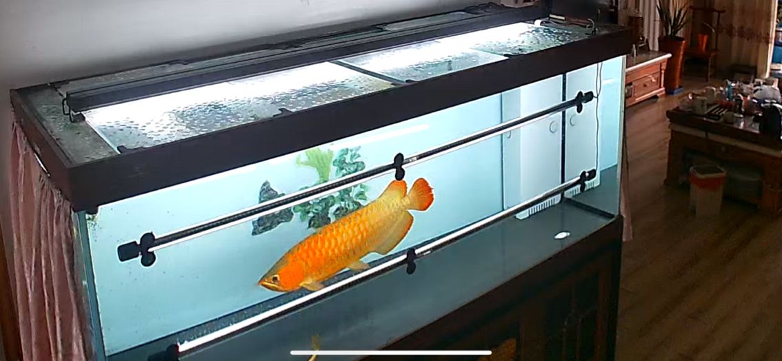 愛龍魚 愛龍魚 龍魚論壇 第1張