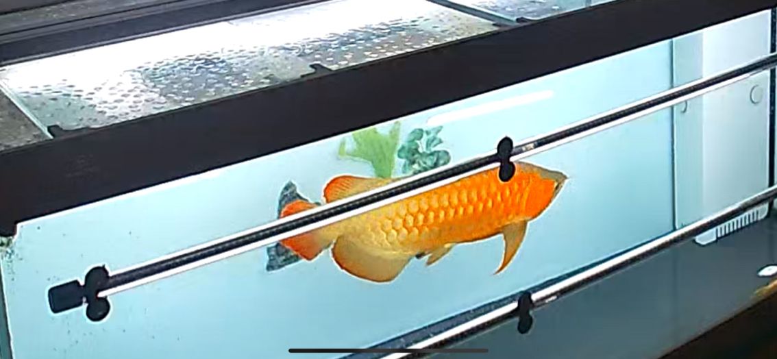 愛龍魚 愛龍魚 龍魚論壇 第3張