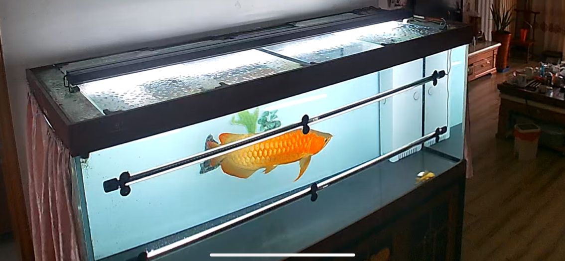 愛龍魚 愛龍魚 龍魚論壇 第4張