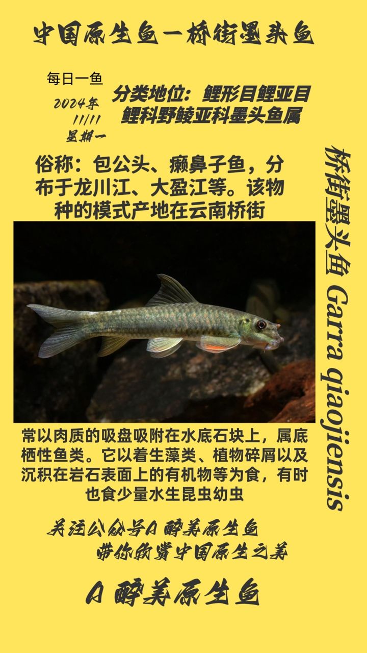橋街墨頭魚 橋街墨頭魚 龍魚論壇