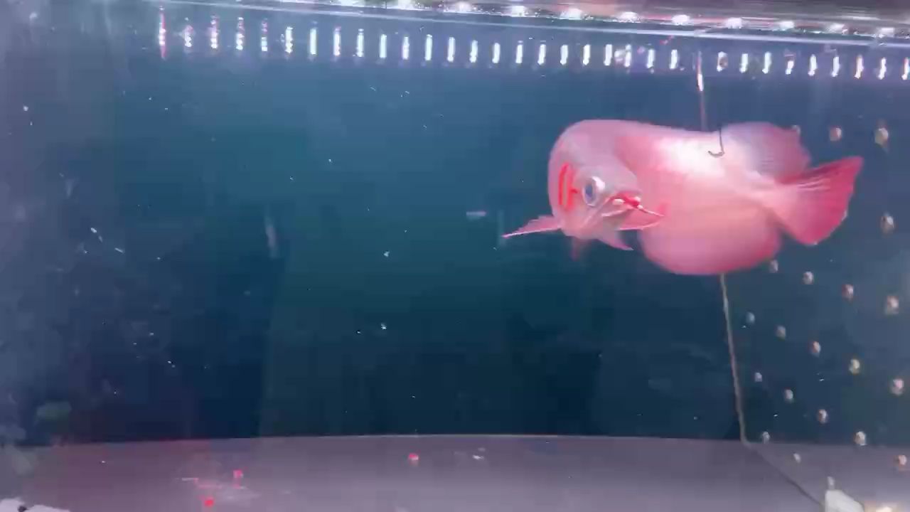 綠皮 綠皮 龍魚論壇