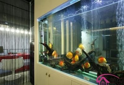 81年雞家里適合放魚缸嗎：81年屬雞的家里適合放魚缸嗎