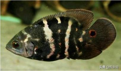 夢見魚五種要發財的征兆解析，夢見魚的五大發財征兆解析，預示財運將至的夢境信號