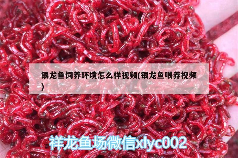 銀龍魚飼養(yǎng)環(huán)境怎么樣視頻(銀龍魚喂養(yǎng)視頻) 銀龍魚飼養(yǎng)環(huán)境怎么樣視頻(銀龍魚喂養(yǎng)視頻) 銀龍魚百科