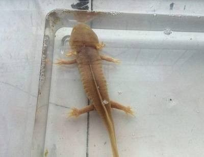 龍魚多少溫度會凍死呢