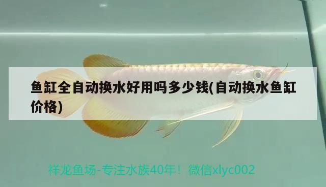 魚缸全自動換水好用嗎多少錢(自動換水魚缸價格)