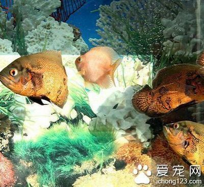 夢(mèng)見很多魚和一條龍，深層次的心理與象征解析，夢(mèng)境解析，魚群與龍的深層心理象征與寓意