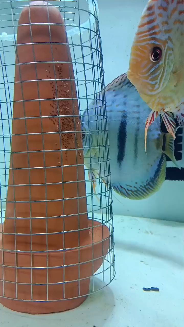 七彩神仙魚繁殖 七彩神仙魚繁殖 龍魚論壇 第1張