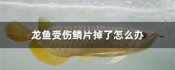 龍魚傷了用什么藥好得快一點vs祥龍魚場:龍魚受傷后如何處理 vs祥龍魚場 第6張 龍魚傷了用什么藥好得快一點vs祥龍魚場:龍魚受傷后如何處理 龍魚傷了用什么藥好得快一點vs祥龍魚場:龍魚受傷后如何處理 vs祥龍魚場 第6張