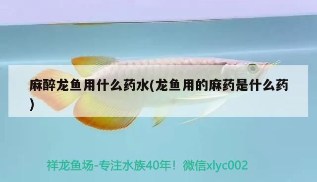 龍魚傷了用什么藥好得快一點vs祥龍魚場:龍魚受傷后如何處理 vs祥龍魚場 第8張 龍魚傷了用什么藥好得快一點vs祥龍魚場:龍魚受傷后如何處理 龍魚傷了用什么藥好得快一點vs祥龍魚場:龍魚受傷后如何處理 vs祥龍魚場 第8張