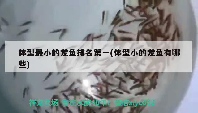 龍魚傷了用什么藥好得快一點vs祥龍魚場:龍魚受傷后如何處理 vs祥龍魚場 第23張 龍魚傷了用什么藥好得快一點vs祥龍魚場:龍魚受傷后如何處理 龍魚傷了用什么藥好得快一點vs祥龍魚場:龍魚受傷后如何處理 vs祥龍魚場 第23張