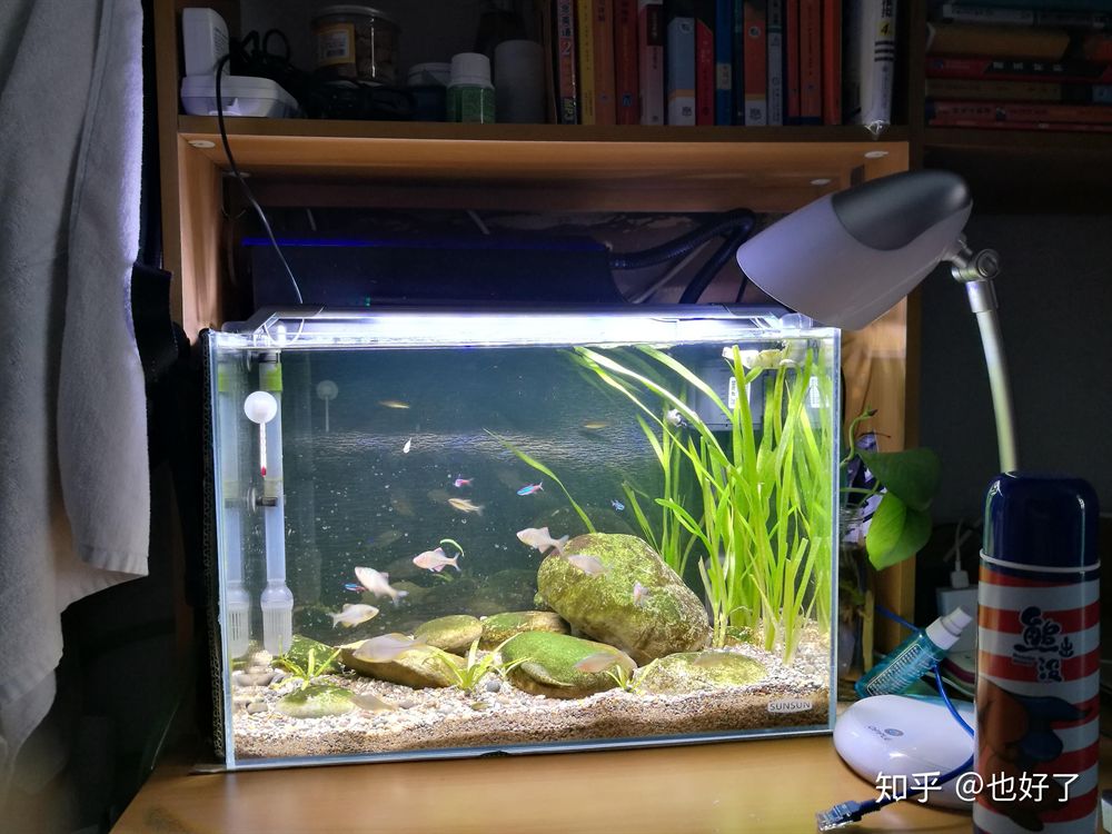 50厘米的魚缸可以養多少斑馬魚：50厘米的斑馬魚可以養大約20-50條斑馬魚