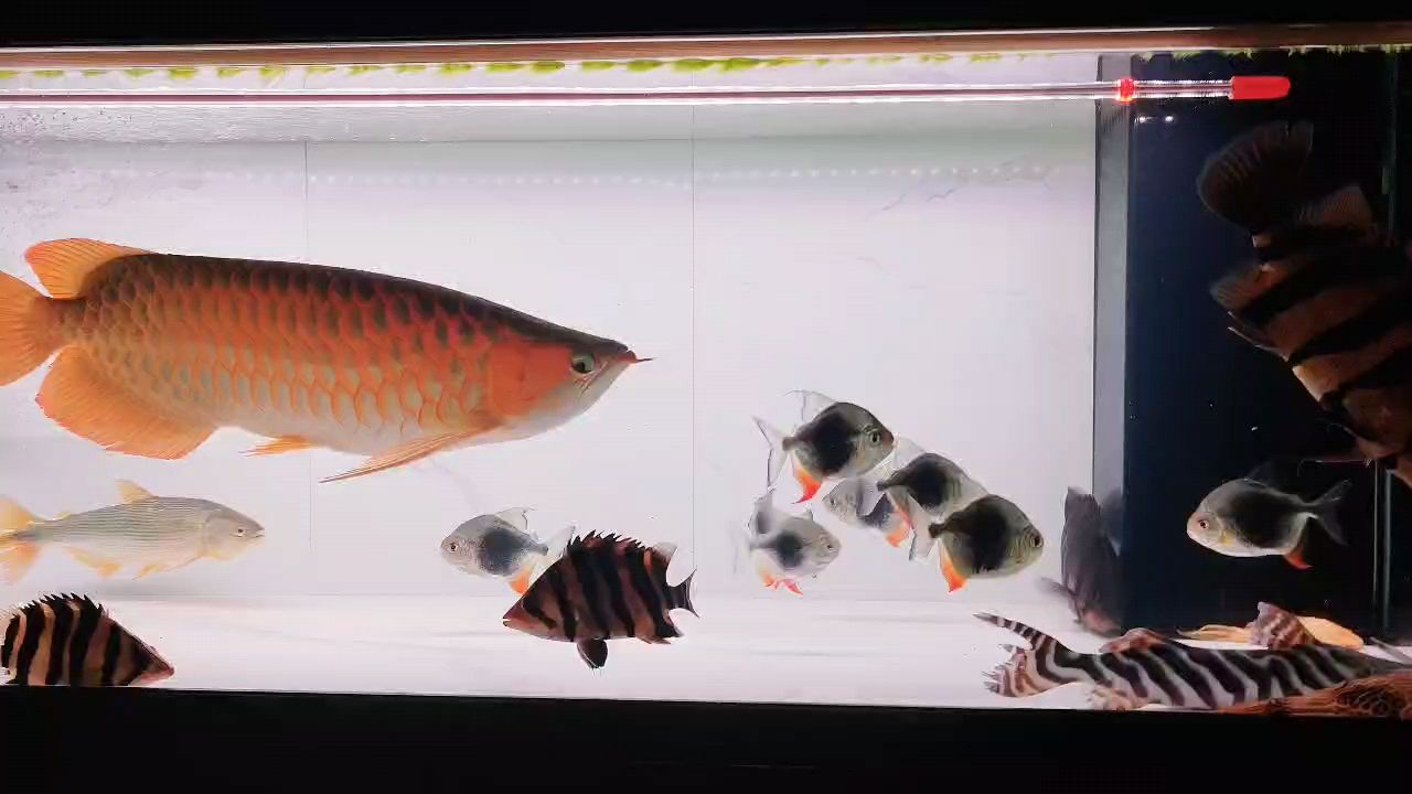 新到三只虎，大家看看品質怎么樣