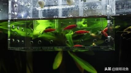50厘米的魚缸可以養多少斑馬魚：50厘米的斑馬魚可以養大約20-50條斑馬魚