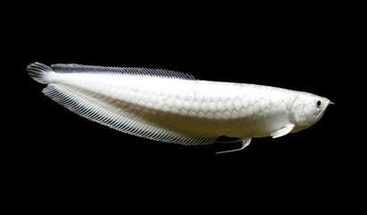 魟魚品相排行榜最新：十大最漂亮的魟魚品其品相評價 魟魚品相排行榜最新：十大最漂亮的魟魚品其品相評價 魟魚百科 第2張