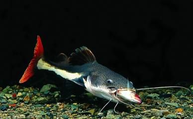 魟魚品相排行榜最新：十大最漂亮的魟魚品其品相評價 魟魚品相排行榜最新：十大最漂亮的魟魚品其品相評價 魟魚百科 第3張