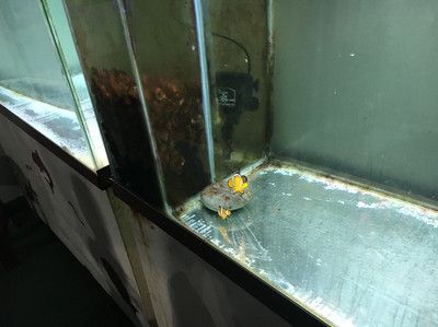 魟魚的毒性有多大啊視頻：魟魚的毒性因品種而異，