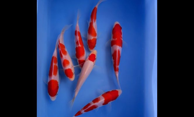 門面房坐北朝南，魚缸位置怎么擺放？風水布局全解析，坐北朝南門面房魚缸最佳擺放位置及風水布局詳解