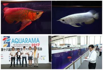 2024觀賞魚展會：2024年中國(國際漁業博覽會2024年觀賞魚展會地點 2024觀賞魚展會：2024年中國(國際漁業博覽會2024年觀賞魚展會地點 魚缸百科 第2張
